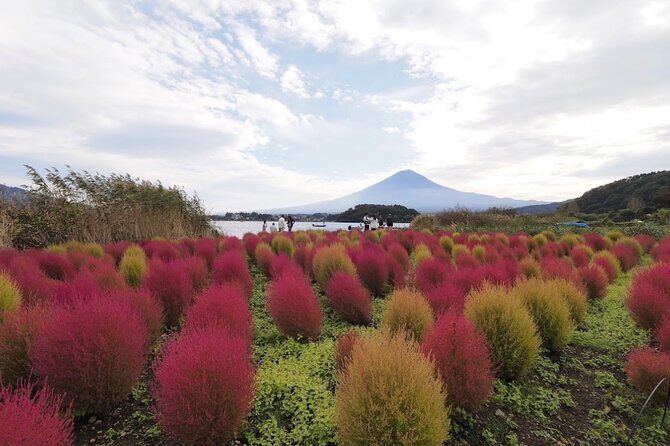 Mount Fuji Full Day Customized Private Tour with English Guide - Oishi Park: The Classic Fuji Photo Angle With Seasonal Color